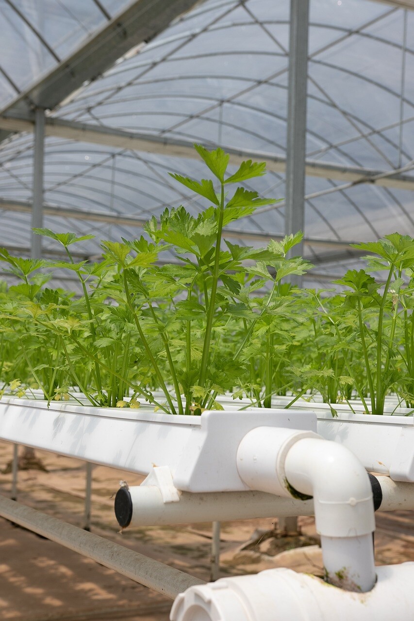 100+ Cilantro Seeds (Split), Leisure Coriander, Coriandrum sativum