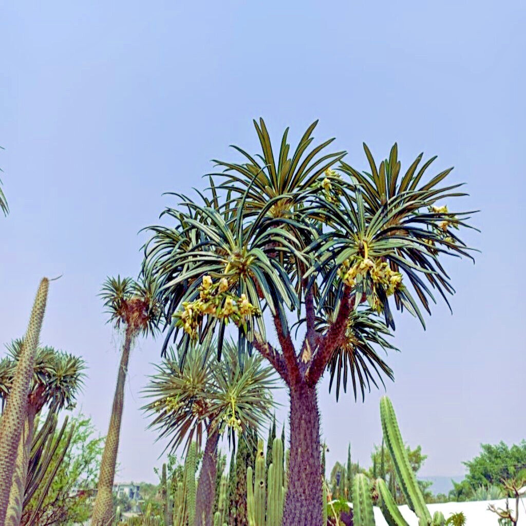 RARE (Pachypodium geayi) MADAGASCAR PALM TREE SEEDS Succulent Cacti Cactus Plant