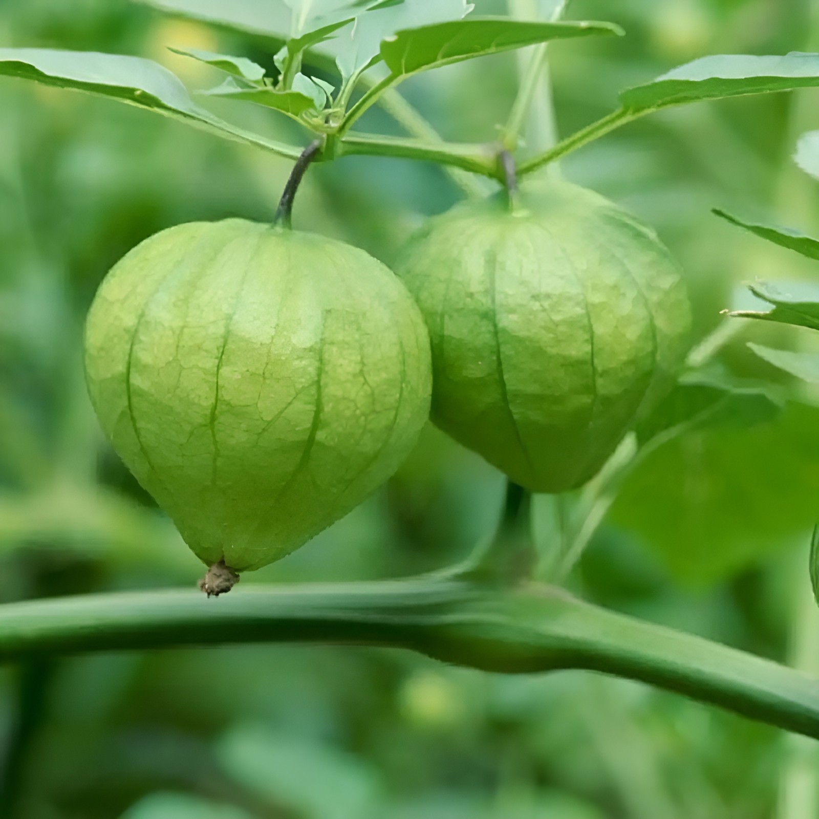 125+ Heirloom Toma Verde Tomatillo Seeds – Super Fast Growing – Early Harvest