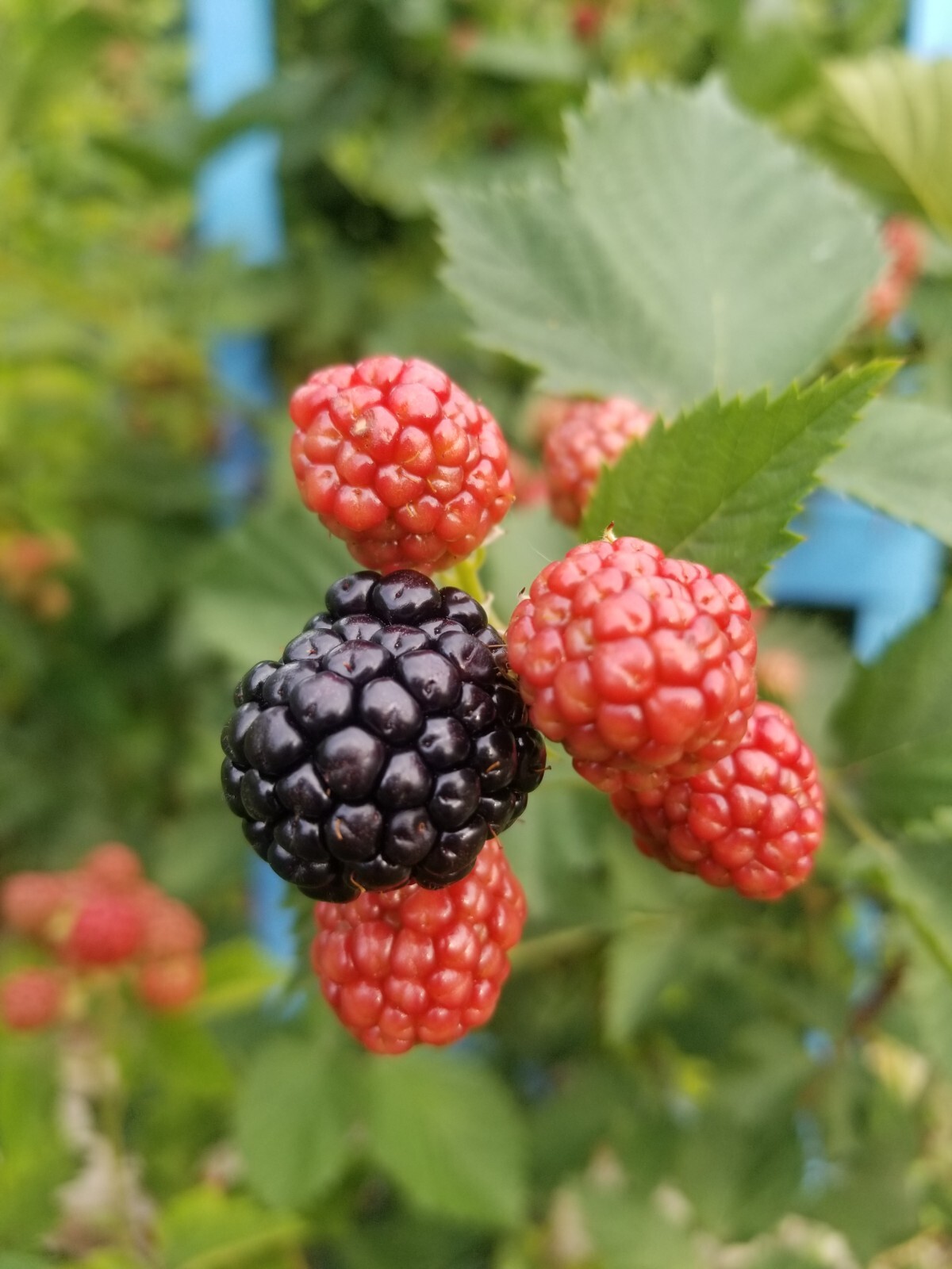 Thornless Blackberry Seeds 15 Triple Crown+15 Chester+15 Natchez