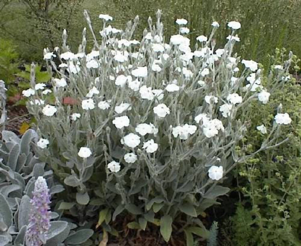 50 WHITE LYCHNIS Coronaria Alba Rose Campion Silene Flower Seeds