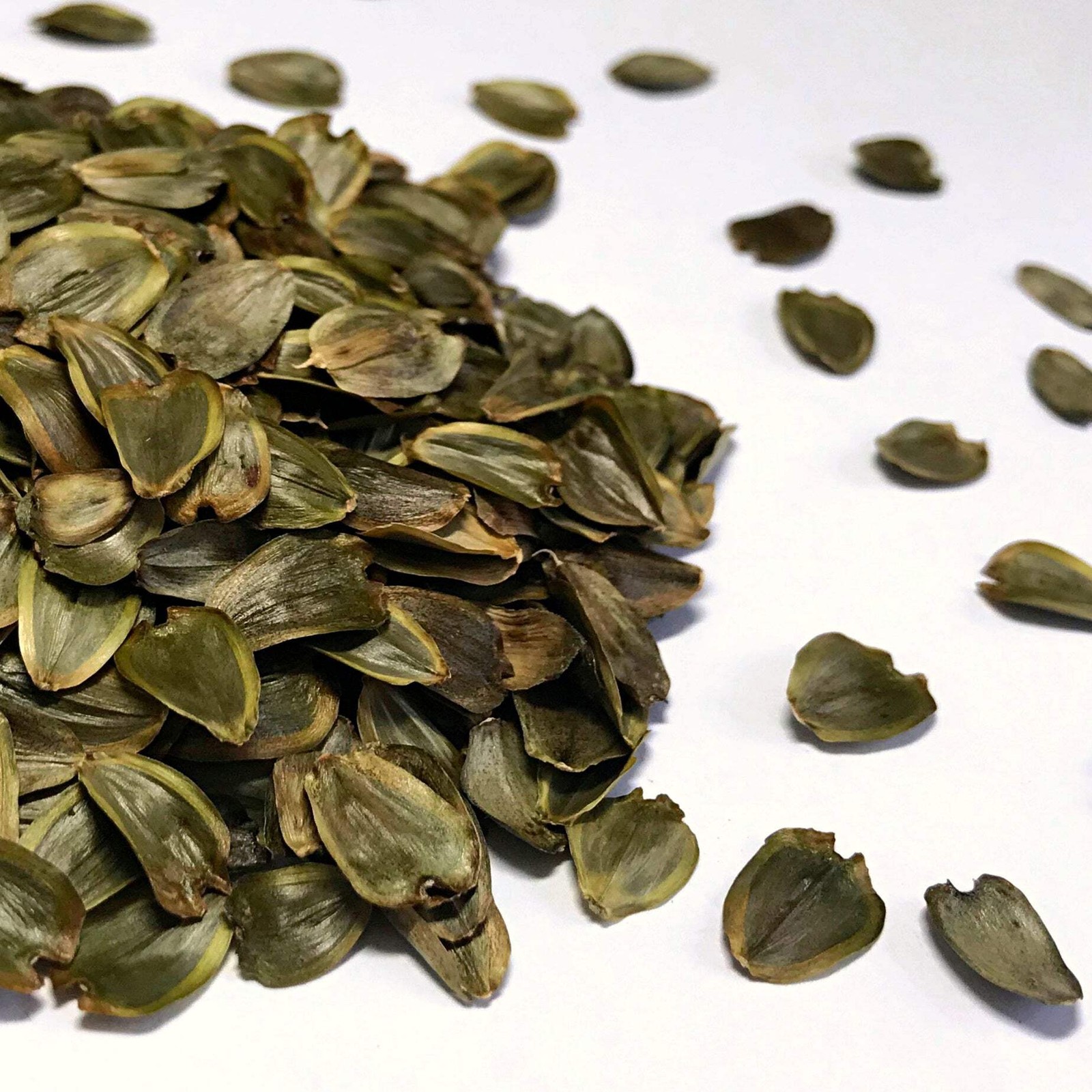 Cup Plant Seeds (Silphium perfoliatum) ~Native Wildflower Pollinator Garden