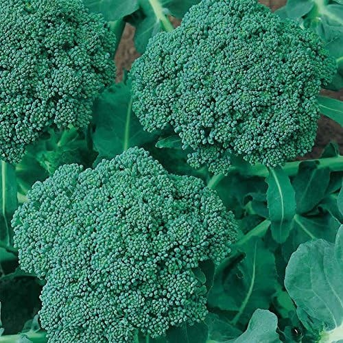 Waltham 29 Broccoli: 100 Seeds