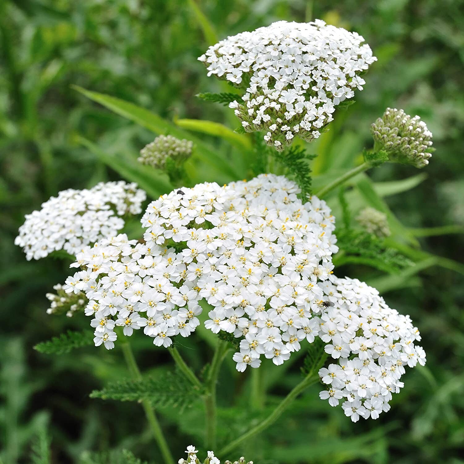 Yarrow white flower heads / dry / organically grown in MN.