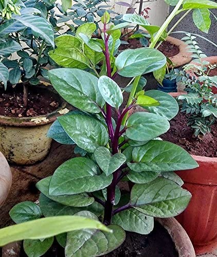 Red Stem Malabar Spinach Seeds | Basella Alba Rubra Ceylon Green Vegetable 2023