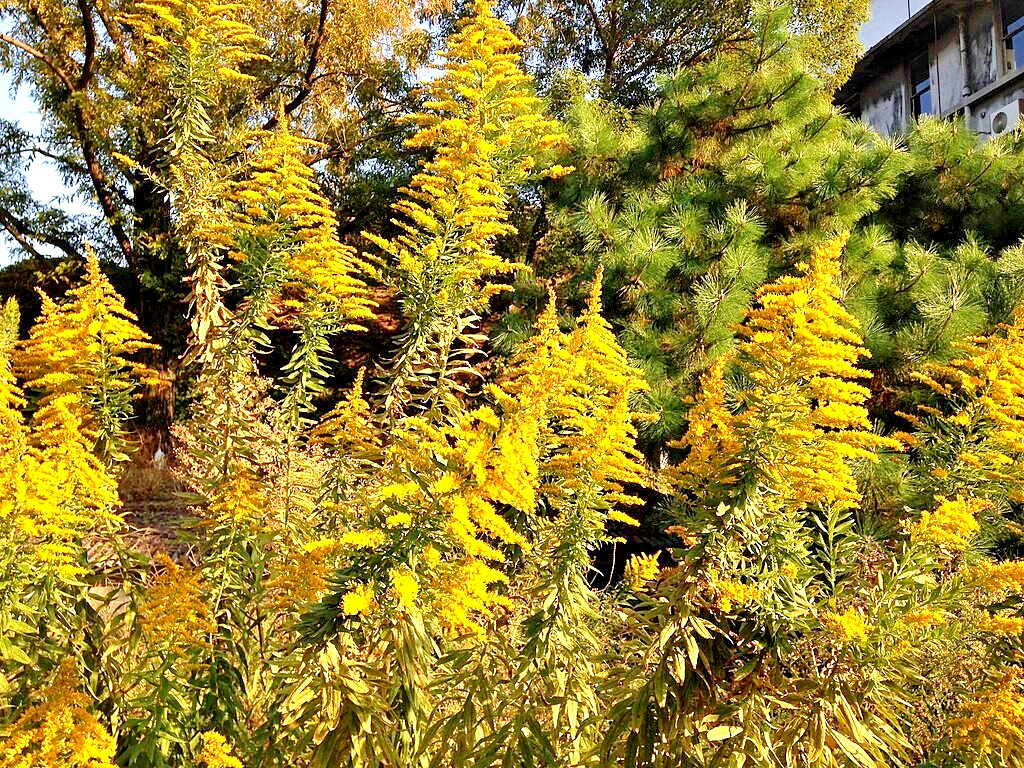 Canadian goldenrod 1000 seeds, solidago canadensis, large flowers, bulk seeds.