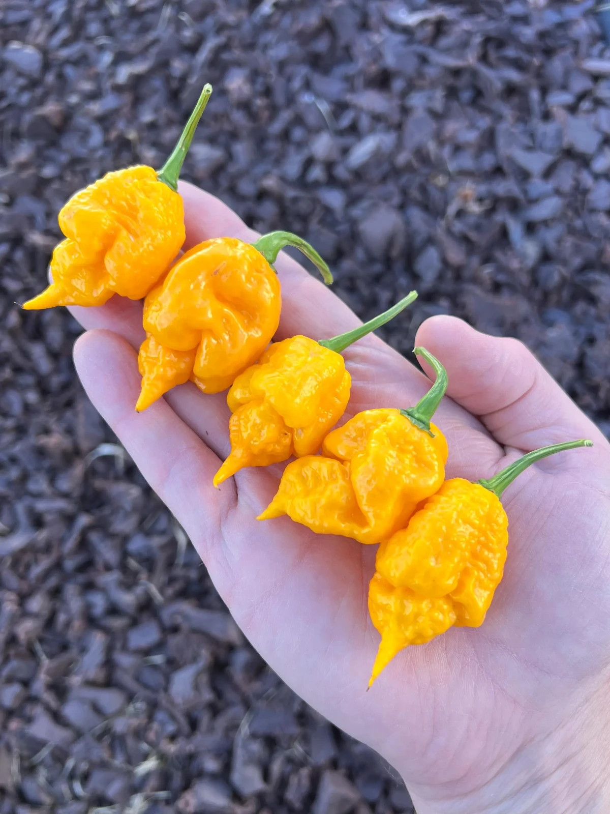 Carolina Reaper Yellow Pepper Seeds