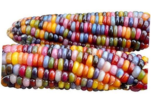 100 Glass Gem Corn Seeds Non-GMO Popcorn Delicious Jewel-Toned Glass-Like