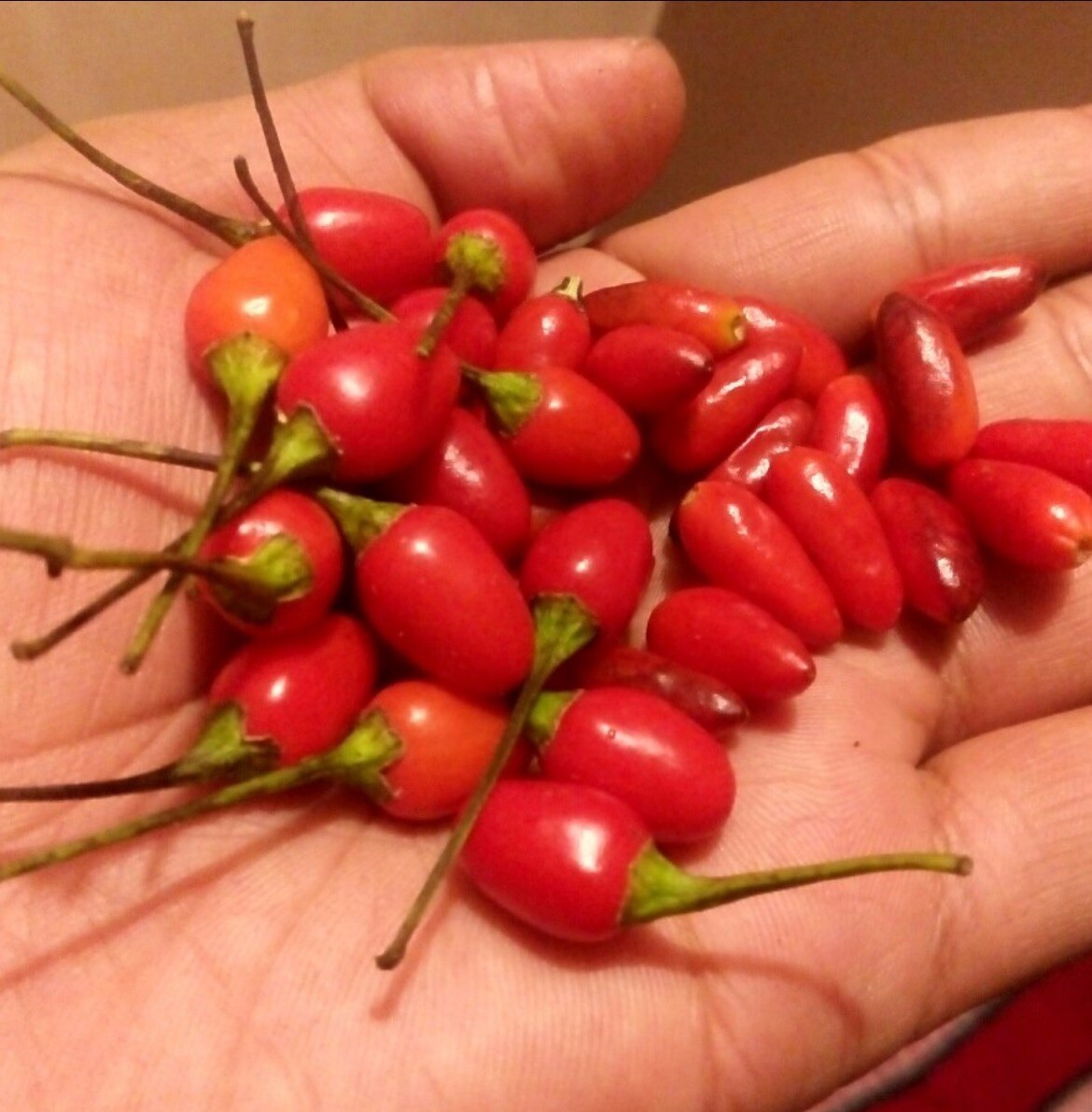 100 SEMILLAS DE CHILE PIQUÍN ORIGINARIAS DEL MONTE 100% NATURAL /ENVIO GRATUITO