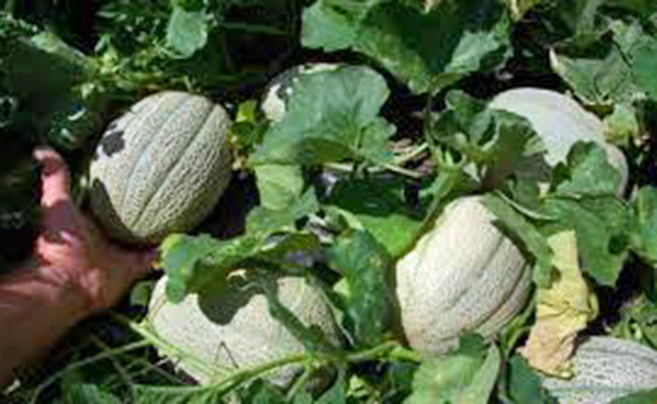 MUSKMELLON, HALES BEST JUMBO, HEIRLOOM, 25+ SEEDS, SWEET AND DELICIOUS