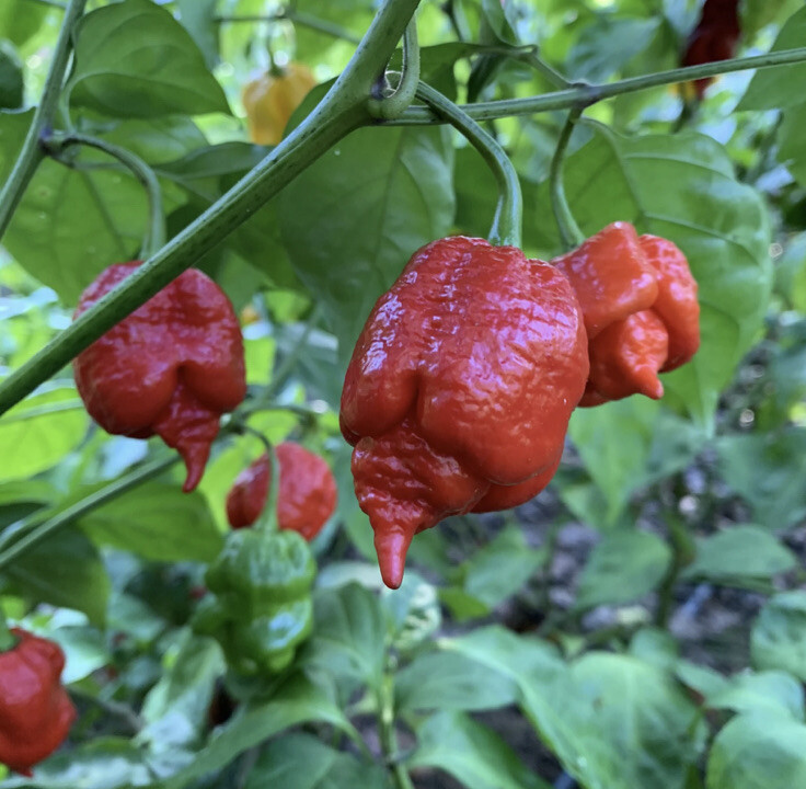 20 Hot Mix Pepper Carolina Reaper Ghost Gochu 7 Pot Scotch Bonnet +More Seeds