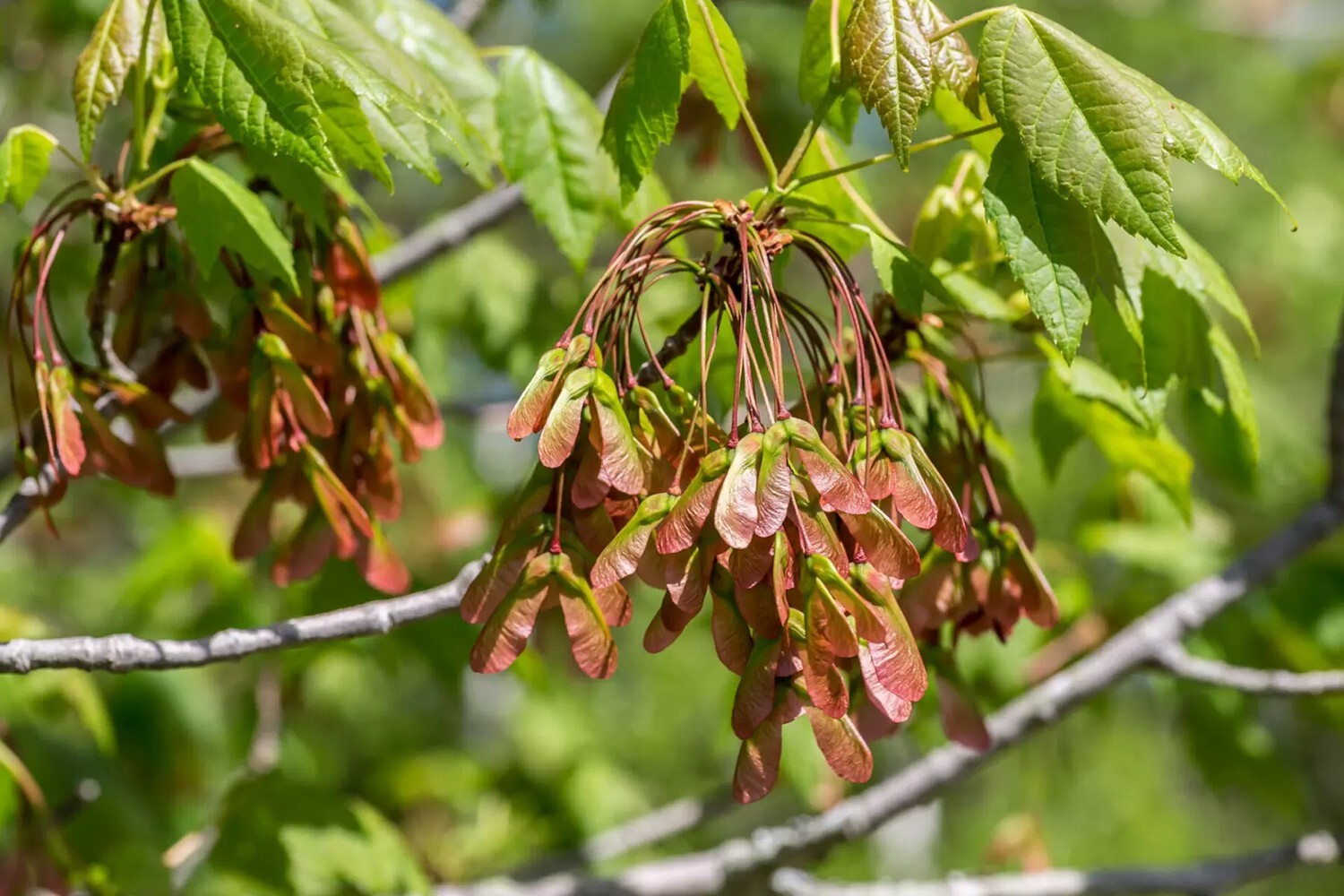 Southern Red Maple Tree | Premium Seeds | Acer rubrum ‘Summer’ | Plants’®