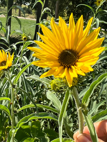 Perennial 50 Sunflower Maximilian Seeds zone 3-9