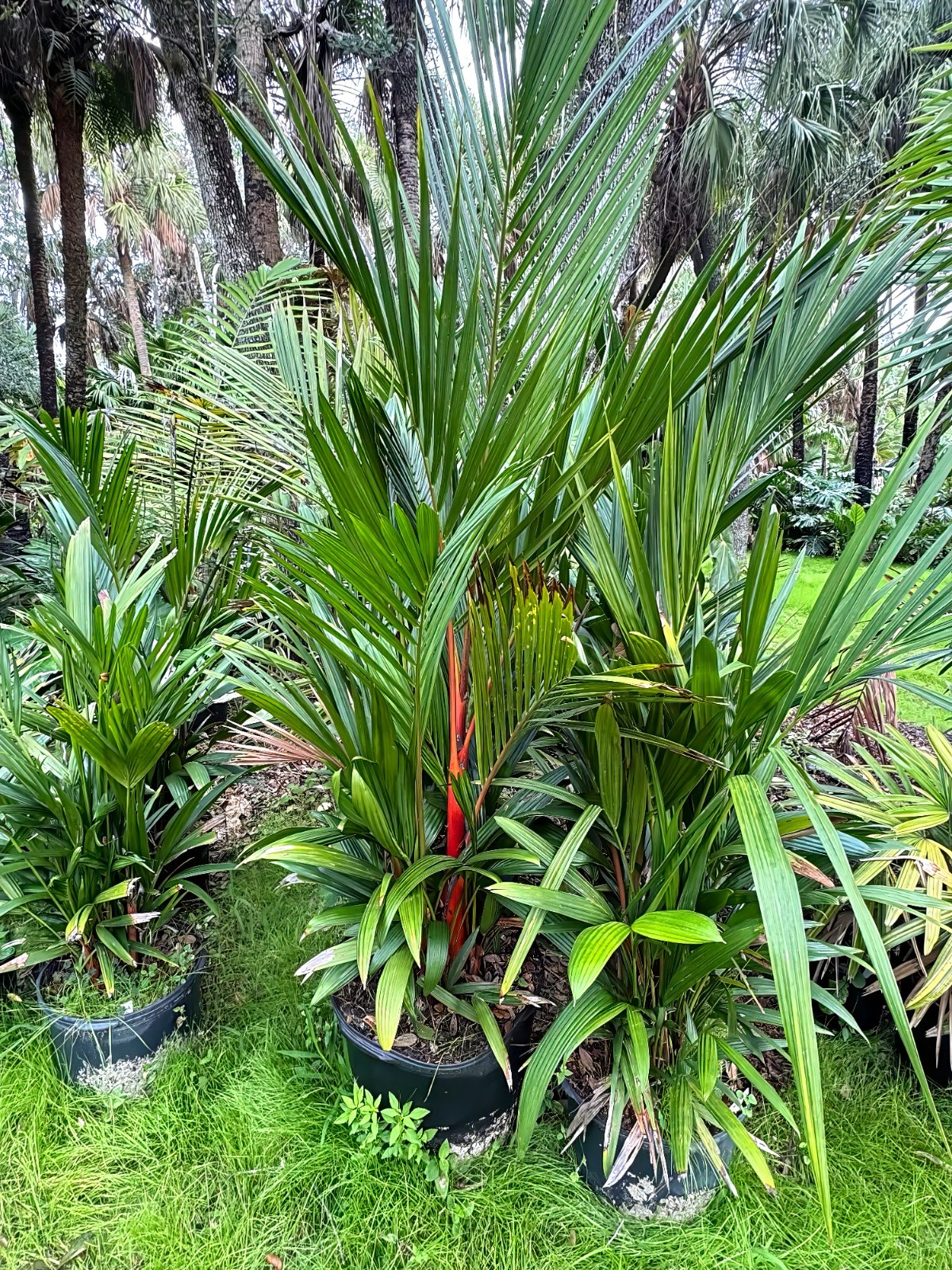 RED SEALING WAX “LIPSTICK PALM” TREE SEEDS (Cyrtostachys renda) House Plant RARE