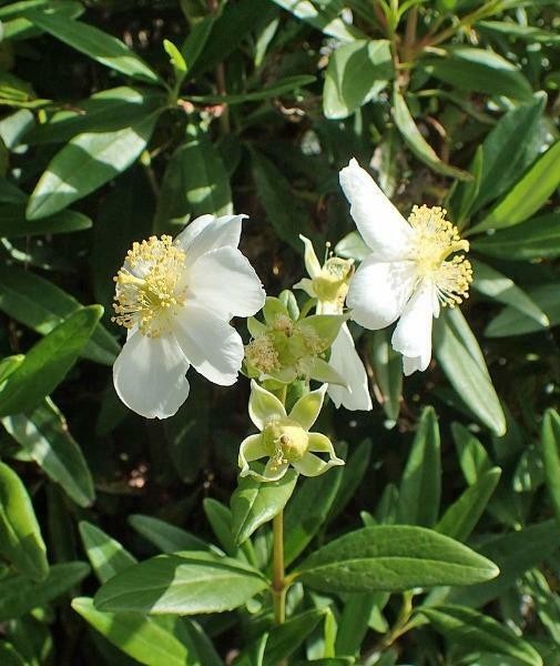 Carpenteria californica | Bush or California Anemone | 20 Seeds