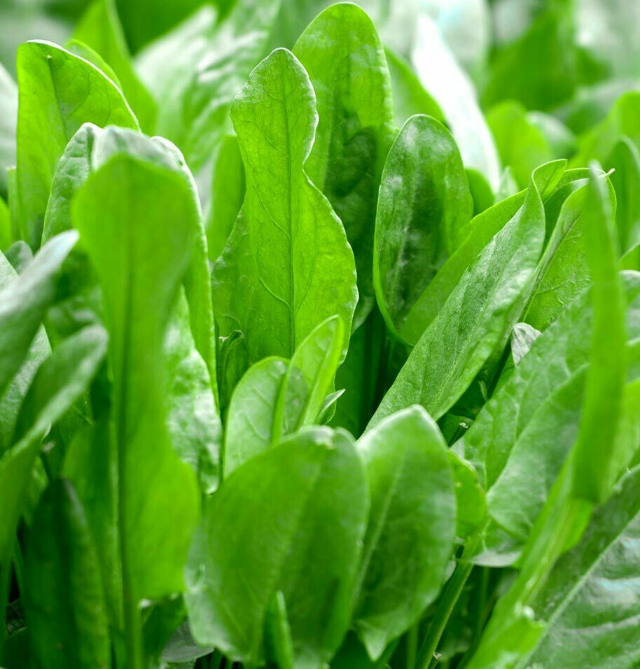 Large Leaf Sorrel Seeds | Roselle Sour Asian Jamaican Rau Chua Herb Seed 2024