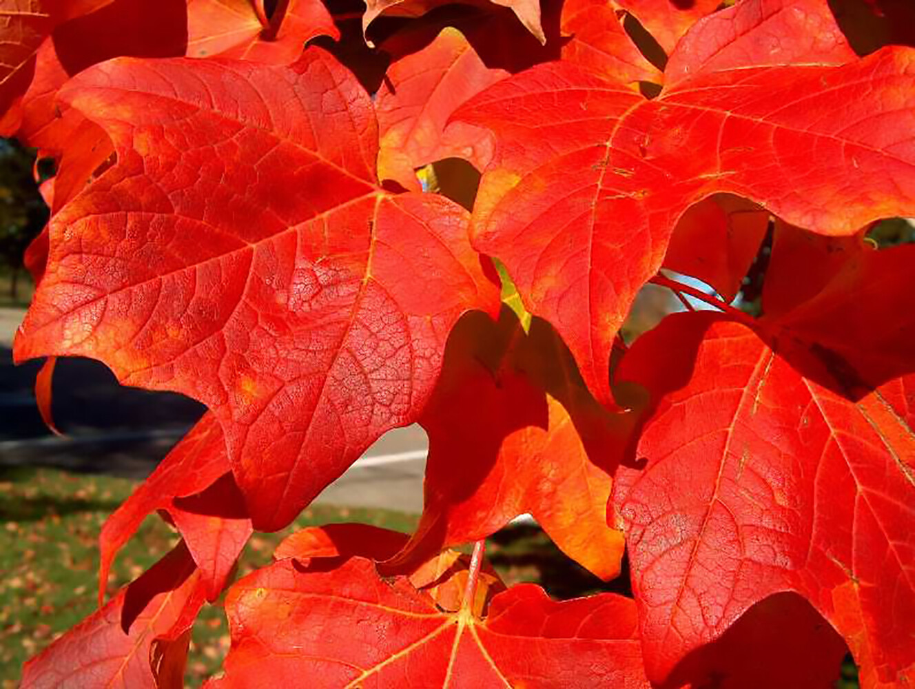 Red Maple, Acer rubrum, (Northern Source) Tree Seeds (Fast, Fall Colors)