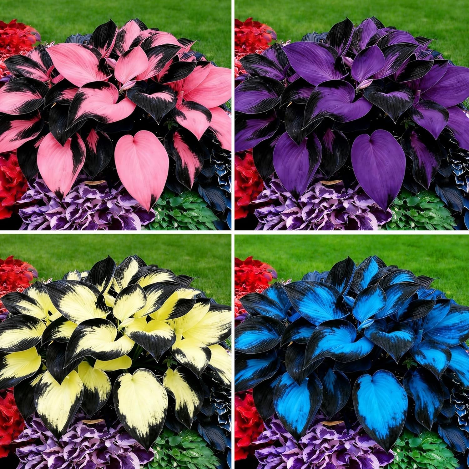 200+ Rare Non-GMO Hosta Seeds – Fragrant Perennial Flowers for Shaded Gardens