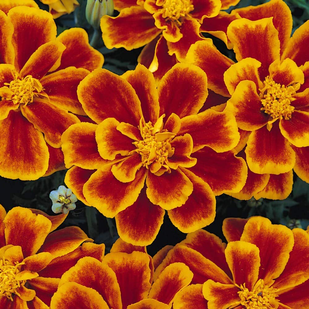 500 Seeds French Marigold Tagetes Patula Durango Flame Flower Seeds