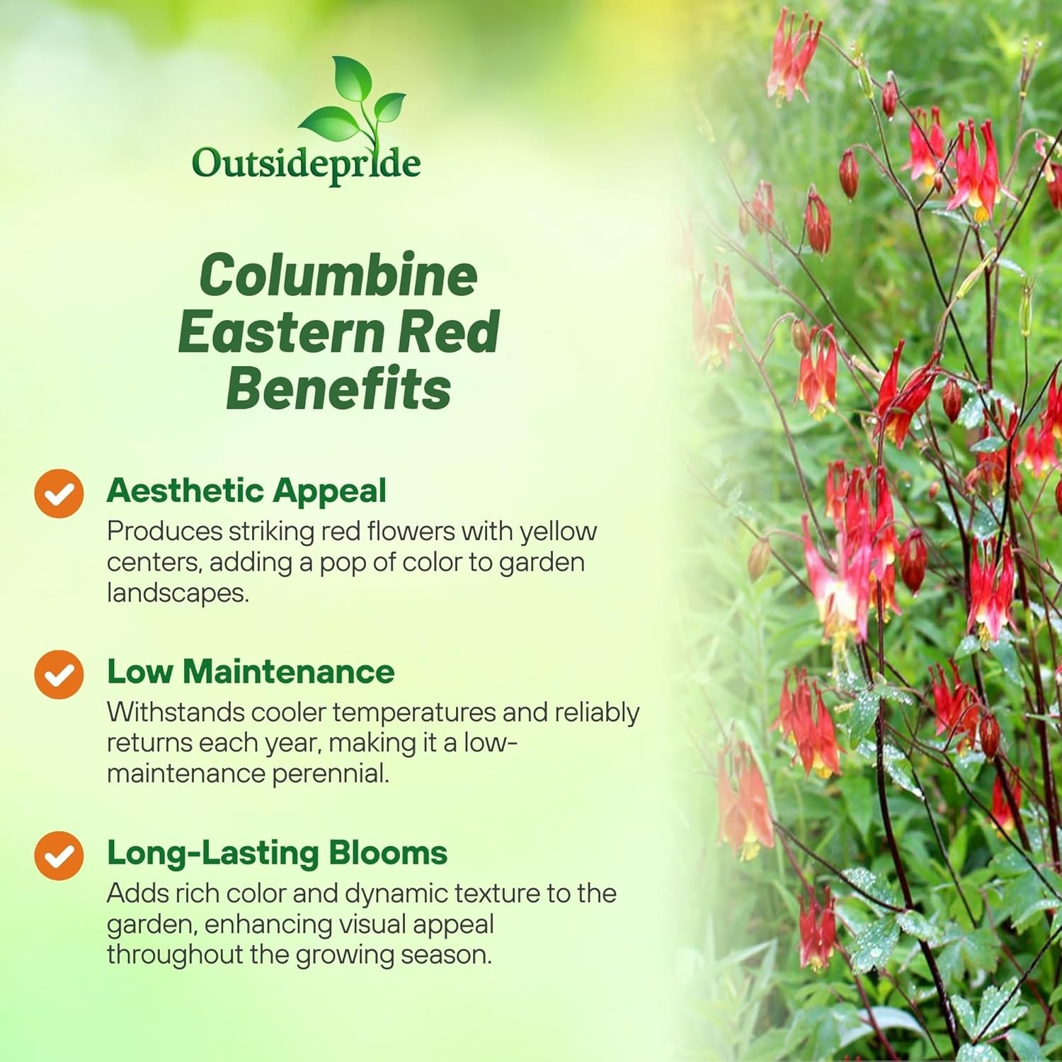 2000 Seeds Columbine Seeds – Aquilegia Canadensis Wild Columbine Flower Seed