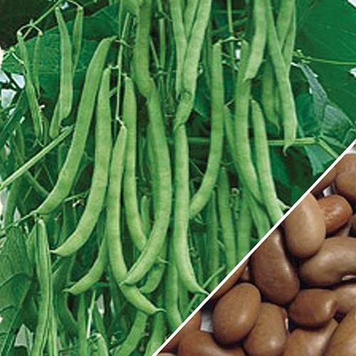 KENTUCKY WONDER POLE Bean Seeds, Heirloom Seeds – NON GMO, A kitchen favorite.