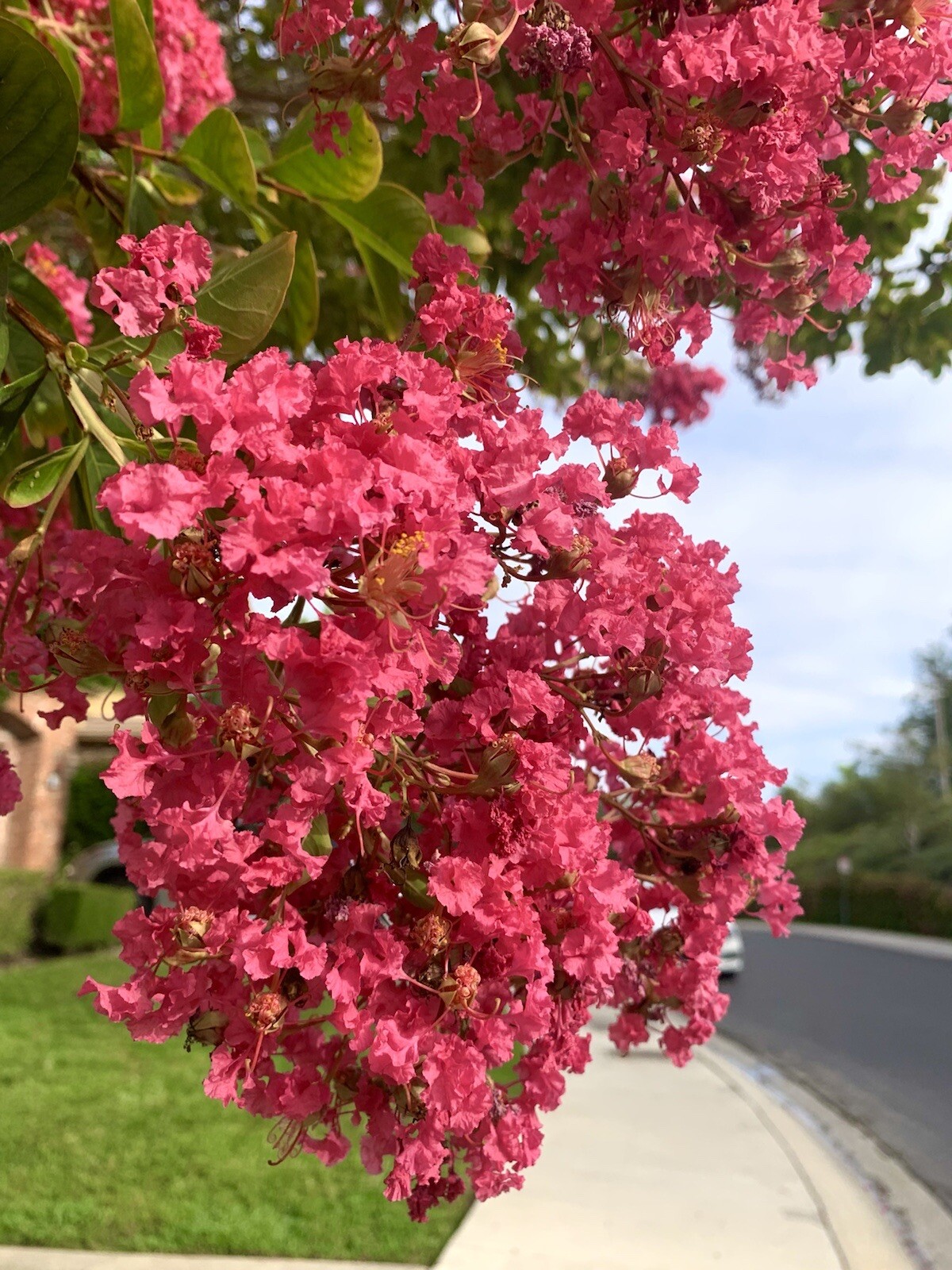 Pink Lagerstroemia indica, Dwarf Crape Myrtle, 100 Seeds 2024 – USA