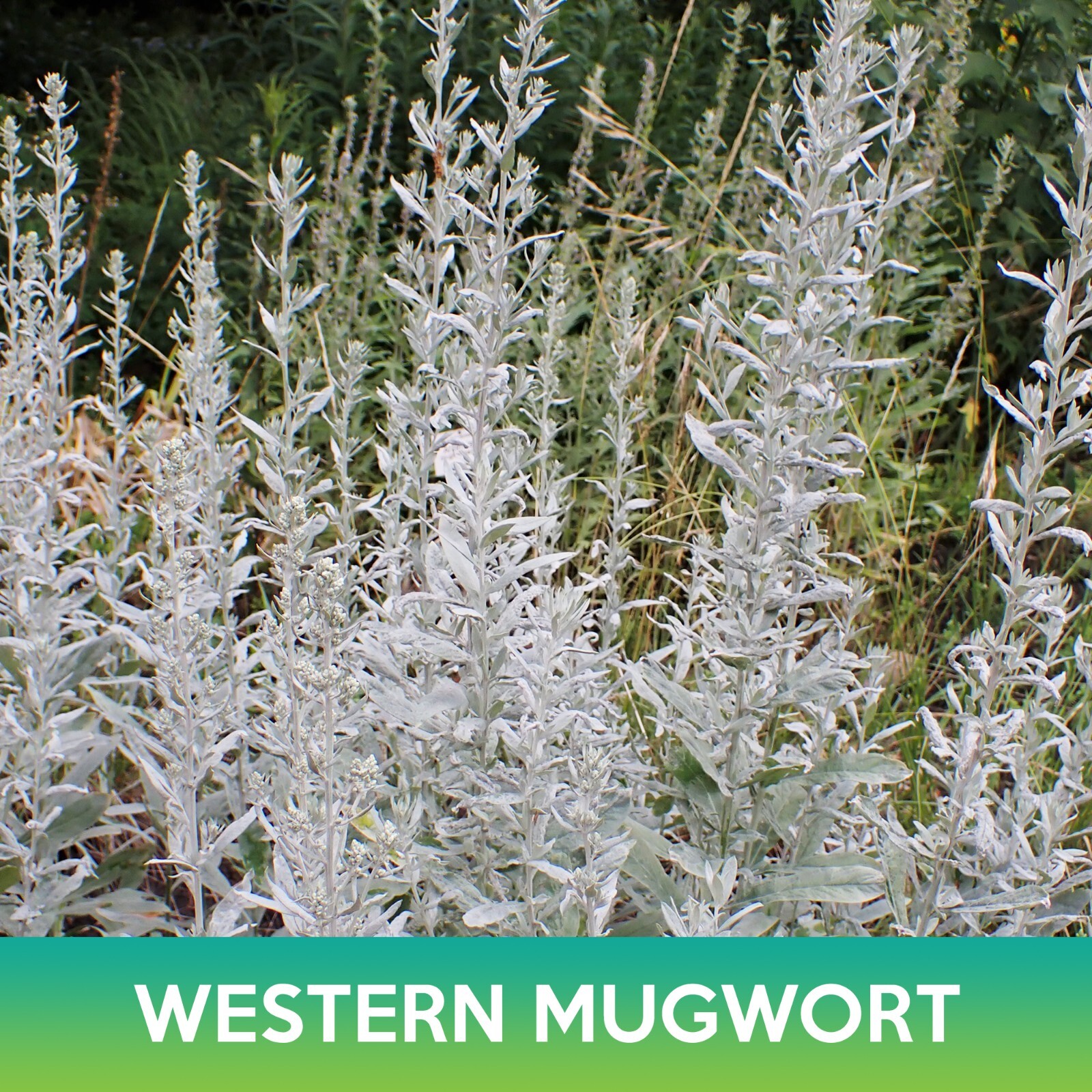 Western Mugwort Seeds, Prairie Sage, Artemisia ludoviciana