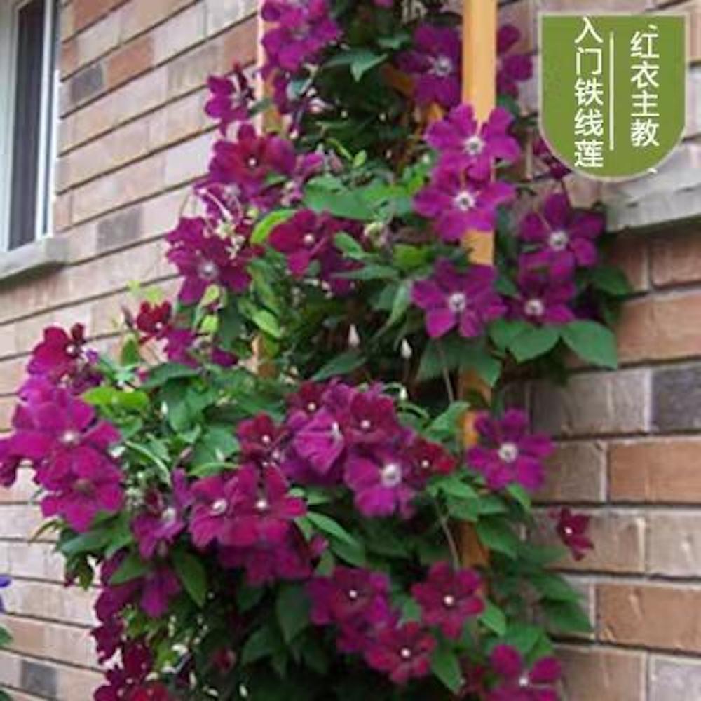 (10) CLEMATIS SEEDS rare exotic climber flower vine garden USA SELLER W/TRACK