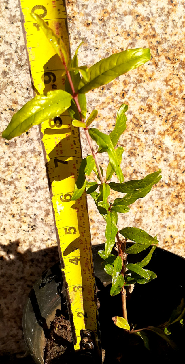 4 plants 1-10in Pomegranate tree 3-8 in Everbearing Strawberry plants live roots