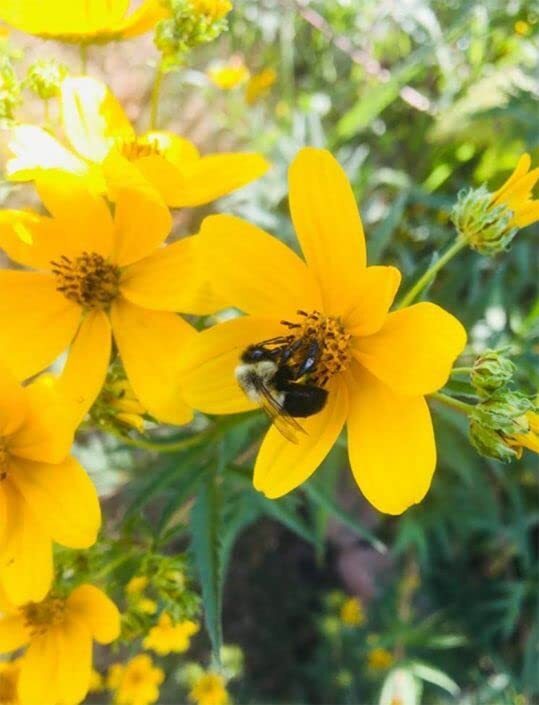 Yellow Swamp Marigold Seeds for Planting (100 Seeds) – Bidens Aristosa Mutica Fl
