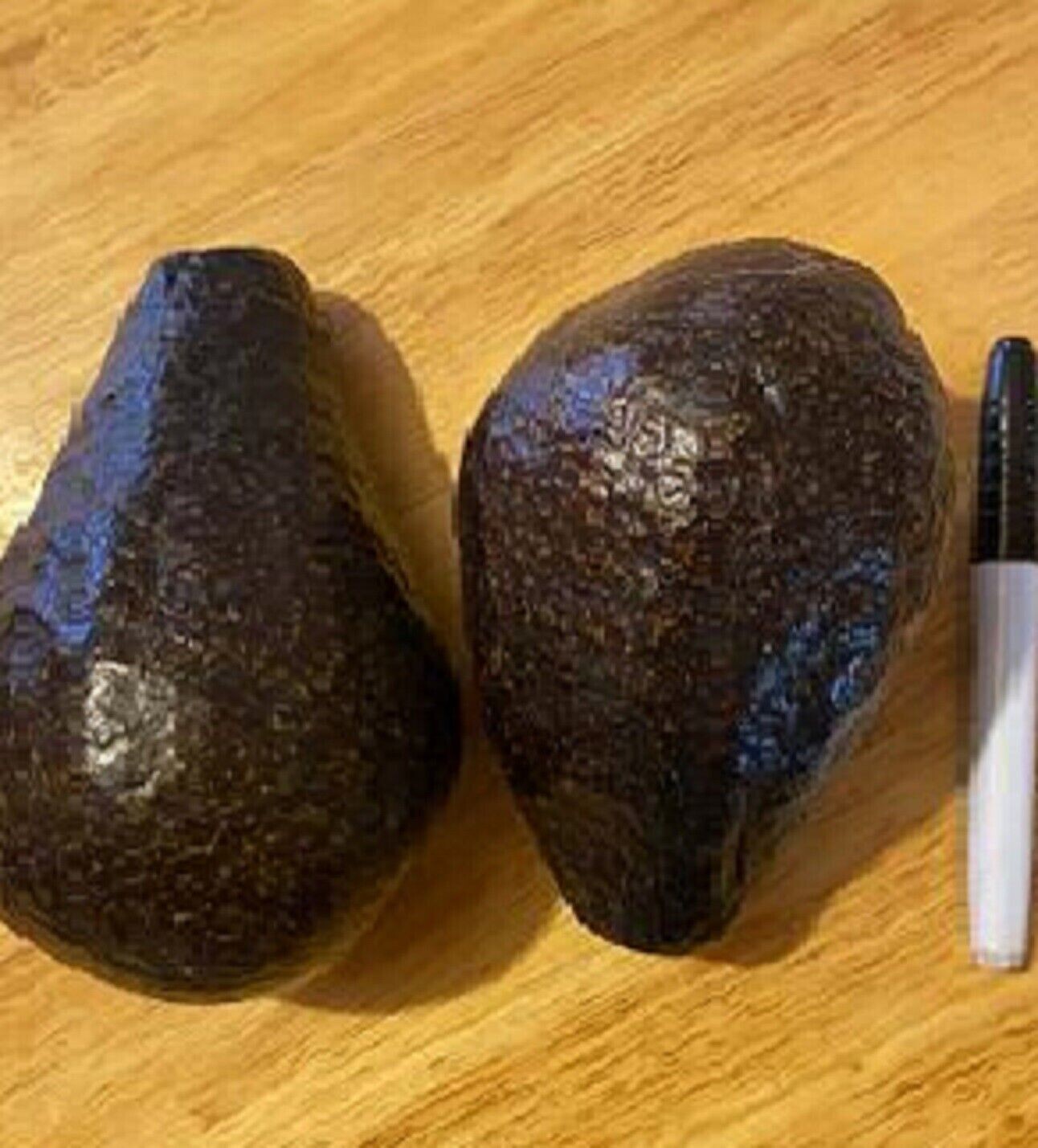 Cold hardy Rare black avocado Brazos Belle 2 seeds- only few available, organic
