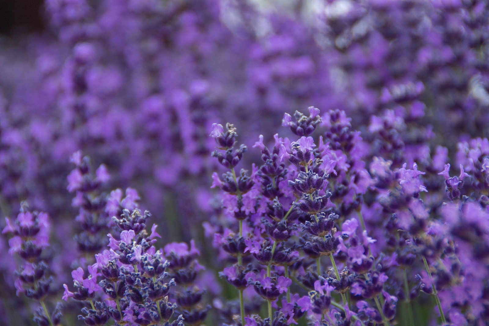 300 ITALIAN LAVENDER Lavandula Angustifolia Blue Purple Flower Herb Seeds