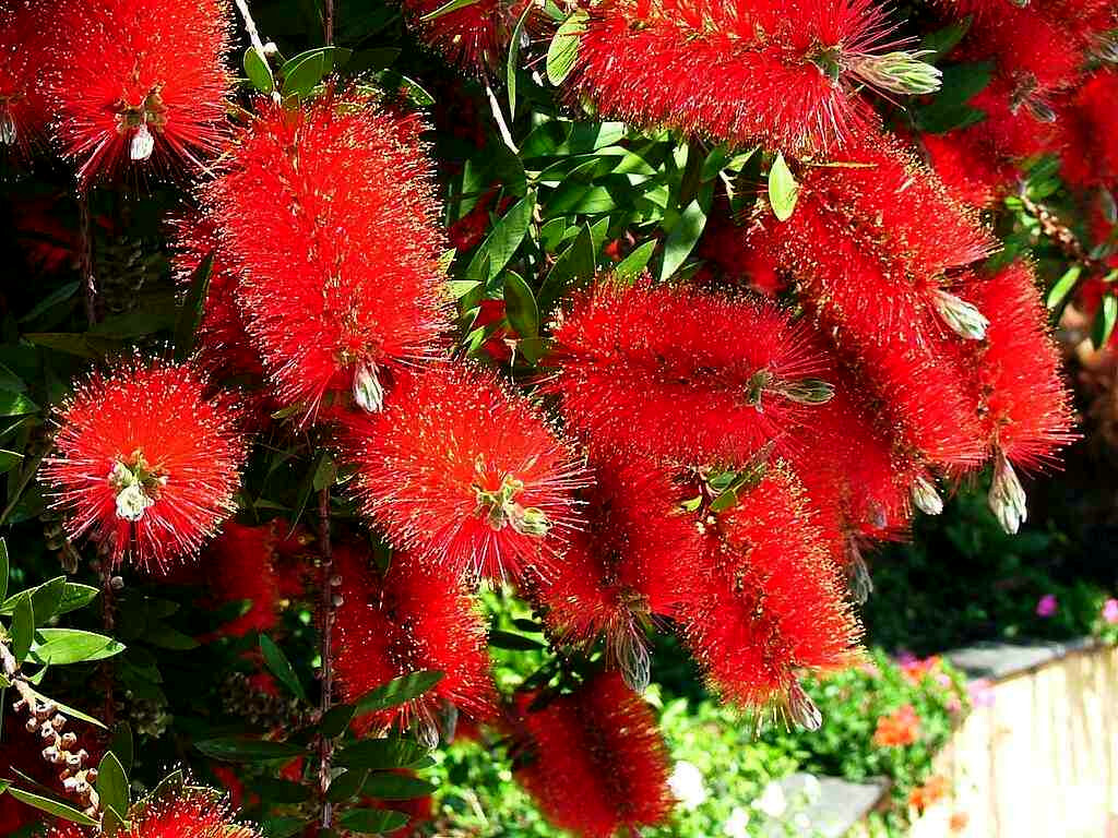50 WEEPING BOTTLEBRUSH Flower Tree Seeds Garden Plant (Callistemon viminalis)