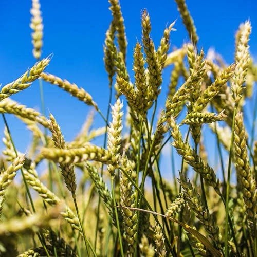 Recleaned Wheat Seeds 10LB For Sprouting & Bird Feed Great For Chicken