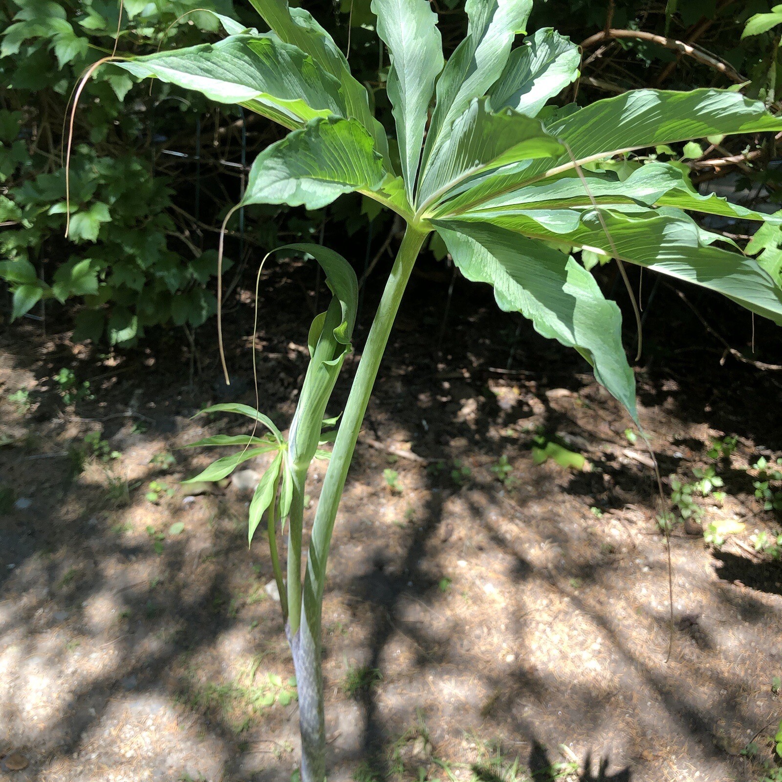 10 ARISAEMA CONSANGUINEUM ‘Silver Center’ Seeds-Himalayan Cobra Lily