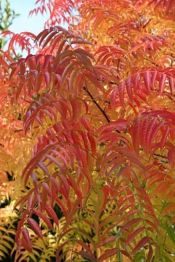 Pistacia Chinensis, Cold Hardy Chinese Bonsai Pistach Shade Tree 500 Seeds