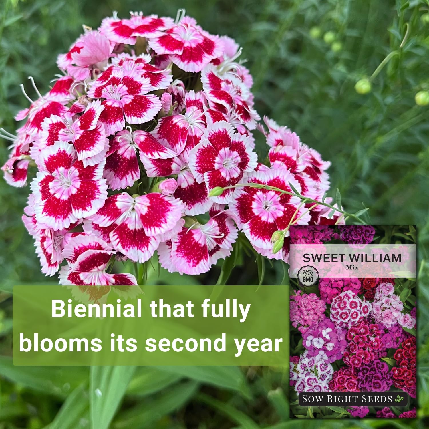 Sweet William Mix Flower Seeds Biennial Non GMO Heirloom Packet Garden Blooms