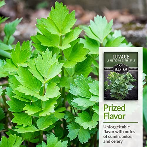 – Lovage Seed for Planting – Pack with Instructions to Plant and Grow 1