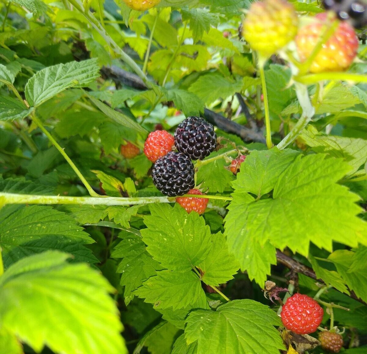 ORGANIC BLACK RASPBERRY 250+ Seeds, Fresh, Made in USA