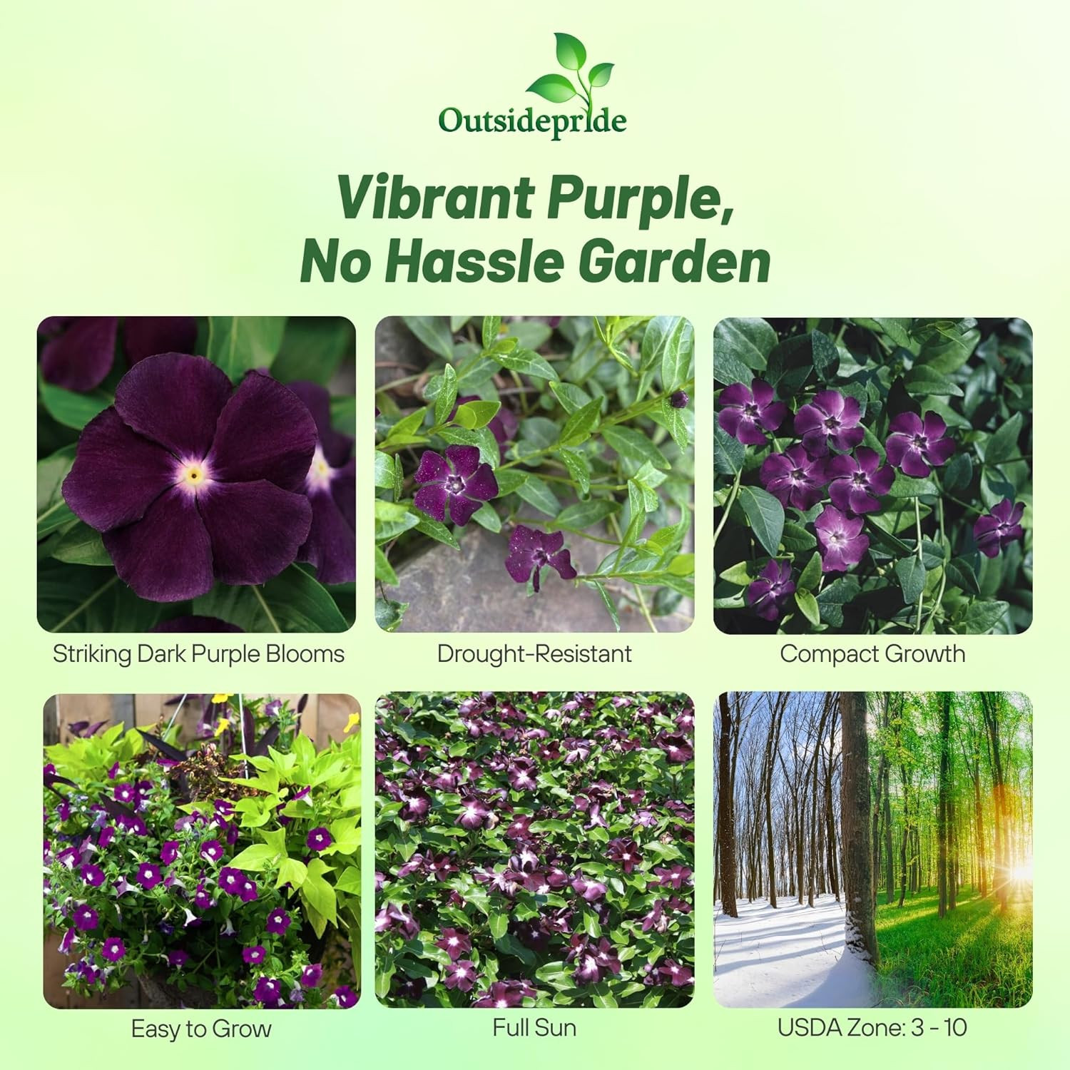Blackberry Periwinkle Seeds for Planting – 50 Pcs Annual, Fast-Blooming, Heat &