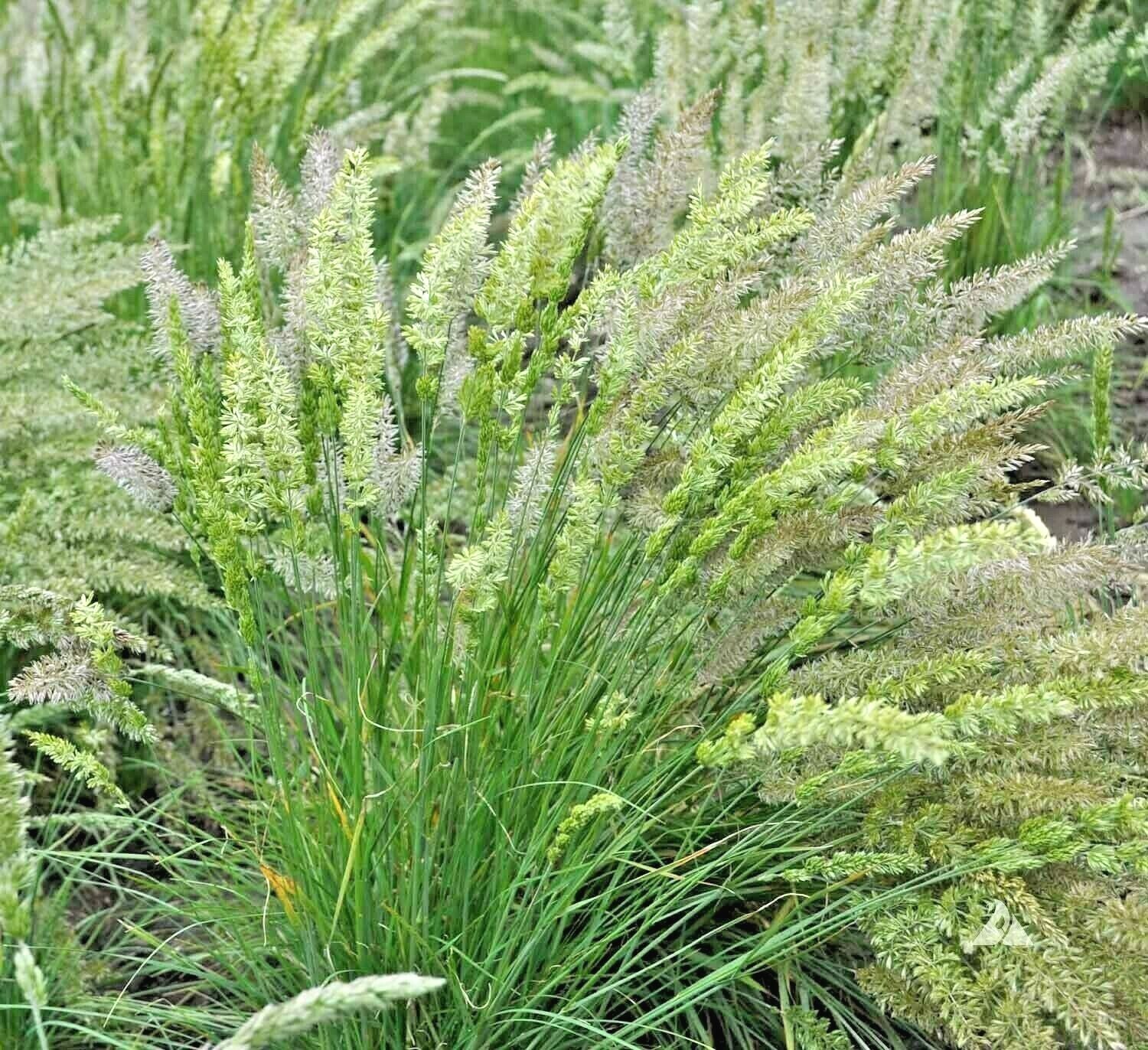 501+PRAIRIE JUNE GRASS Seeds Native Ornamental Drought Heat Cold Container Easy