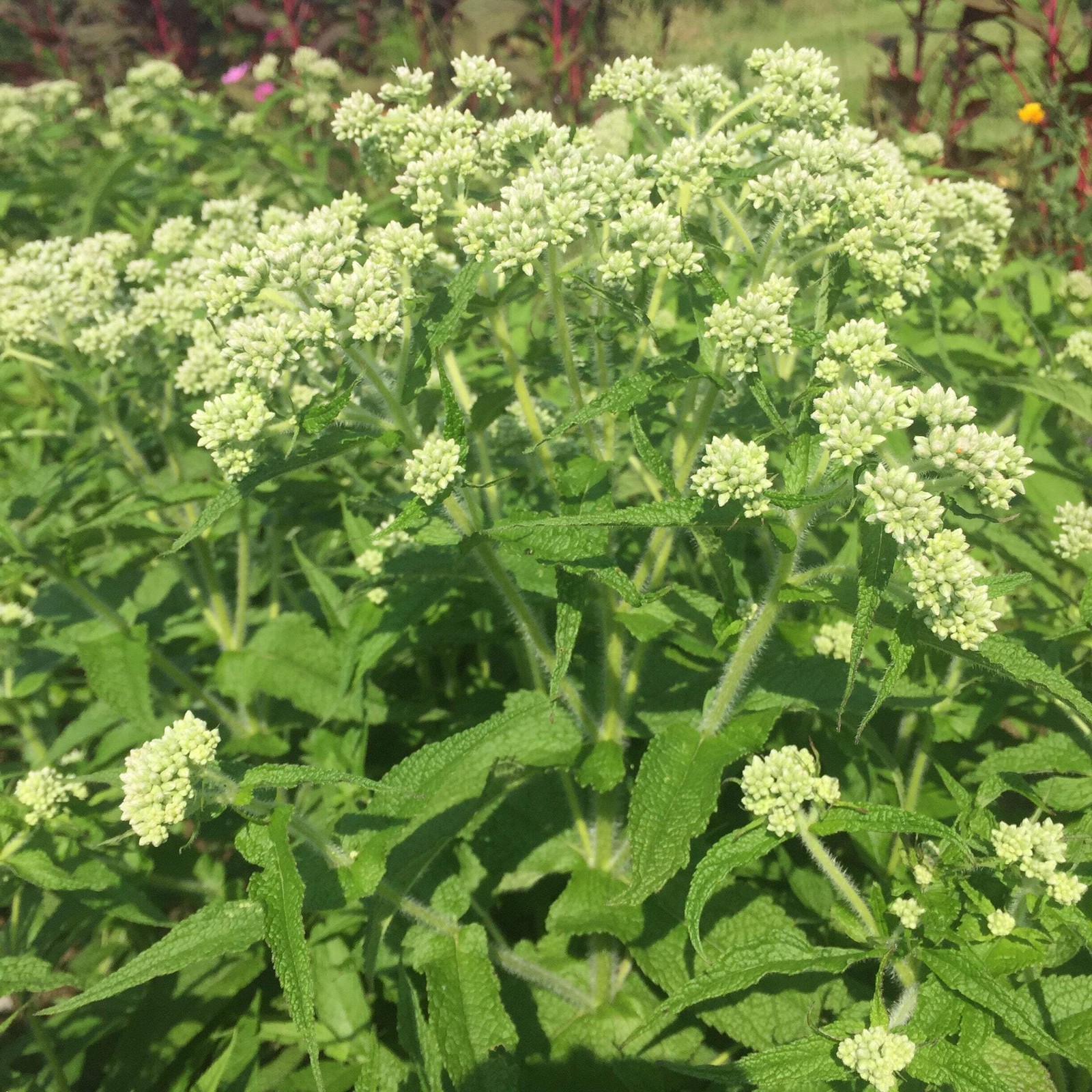 Boneset Seeds (Eupatorium perfoliatum)~Traditional Herb Native Pollinator Garden
