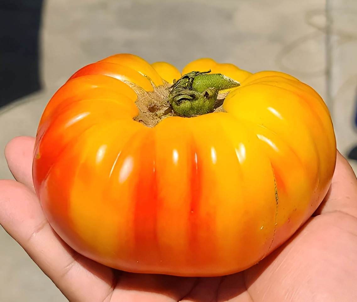 100 Heirloom Mr Stripey Tomato Seeds Huge 1-2lb Bi-Colored Sweet Indeterminate