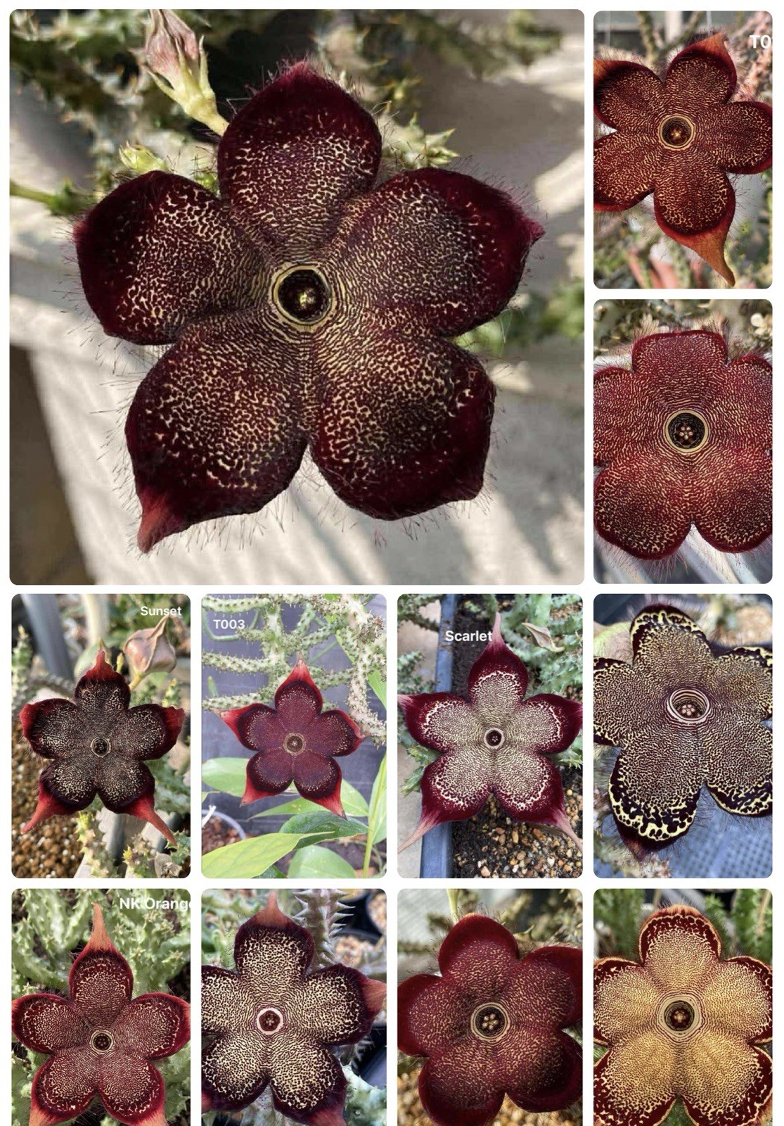 8 Seeds Edithcolea Grandis Persian Carpet Flower Rare Stapeliad Succulents