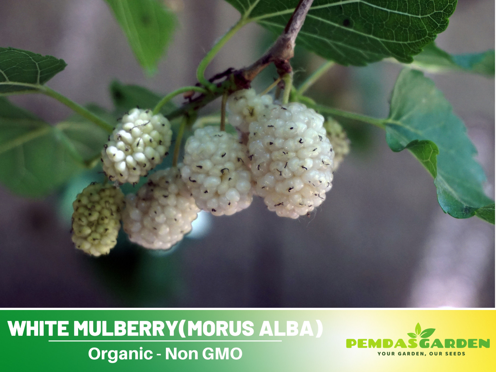 55 Seeds| White Mulberry Fruit Seeds #6032