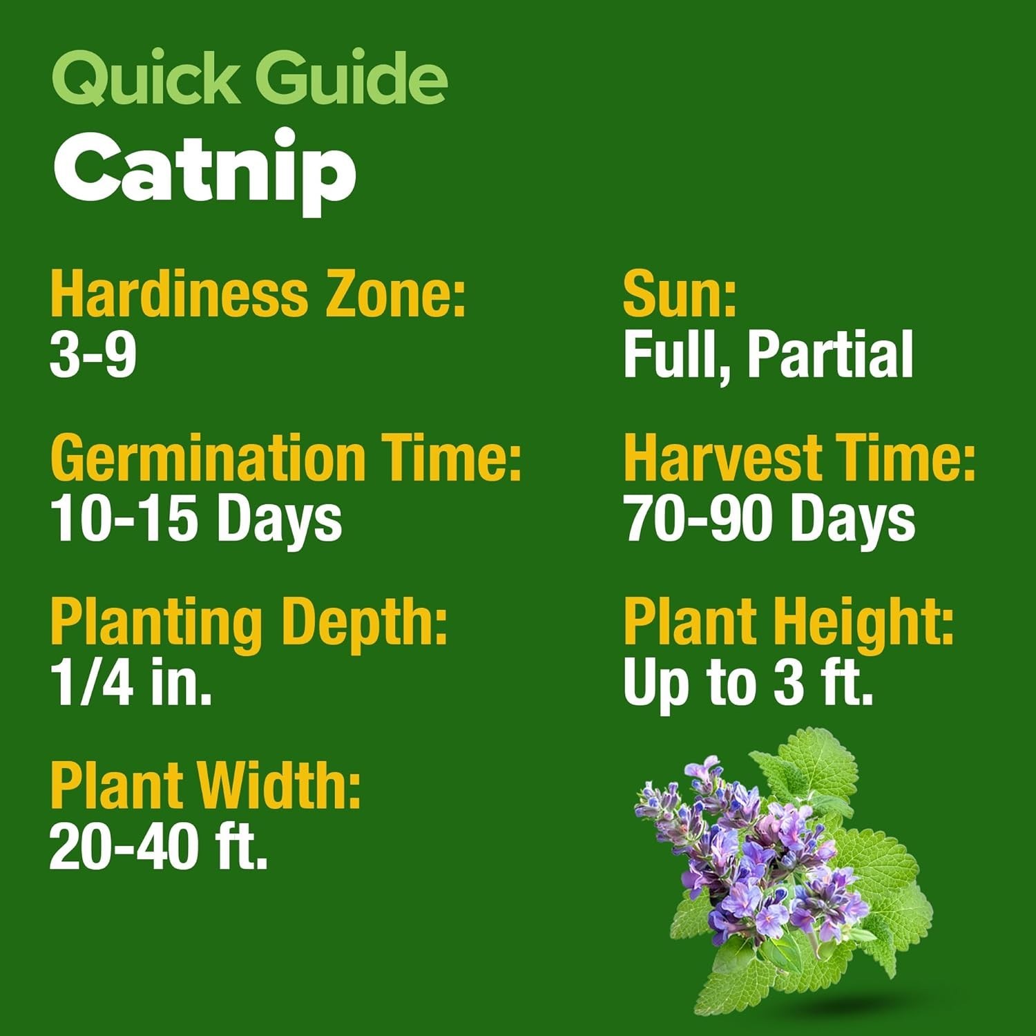 Pet-Friendly Catnip Seeds – 2116 Heirloom Seeds with Online Guide