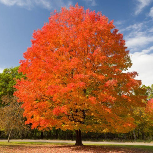 20 GREEN MOUNTAIN SUGAR MAPLE SEEEDS Acer saccharum ‘Green Mountain’