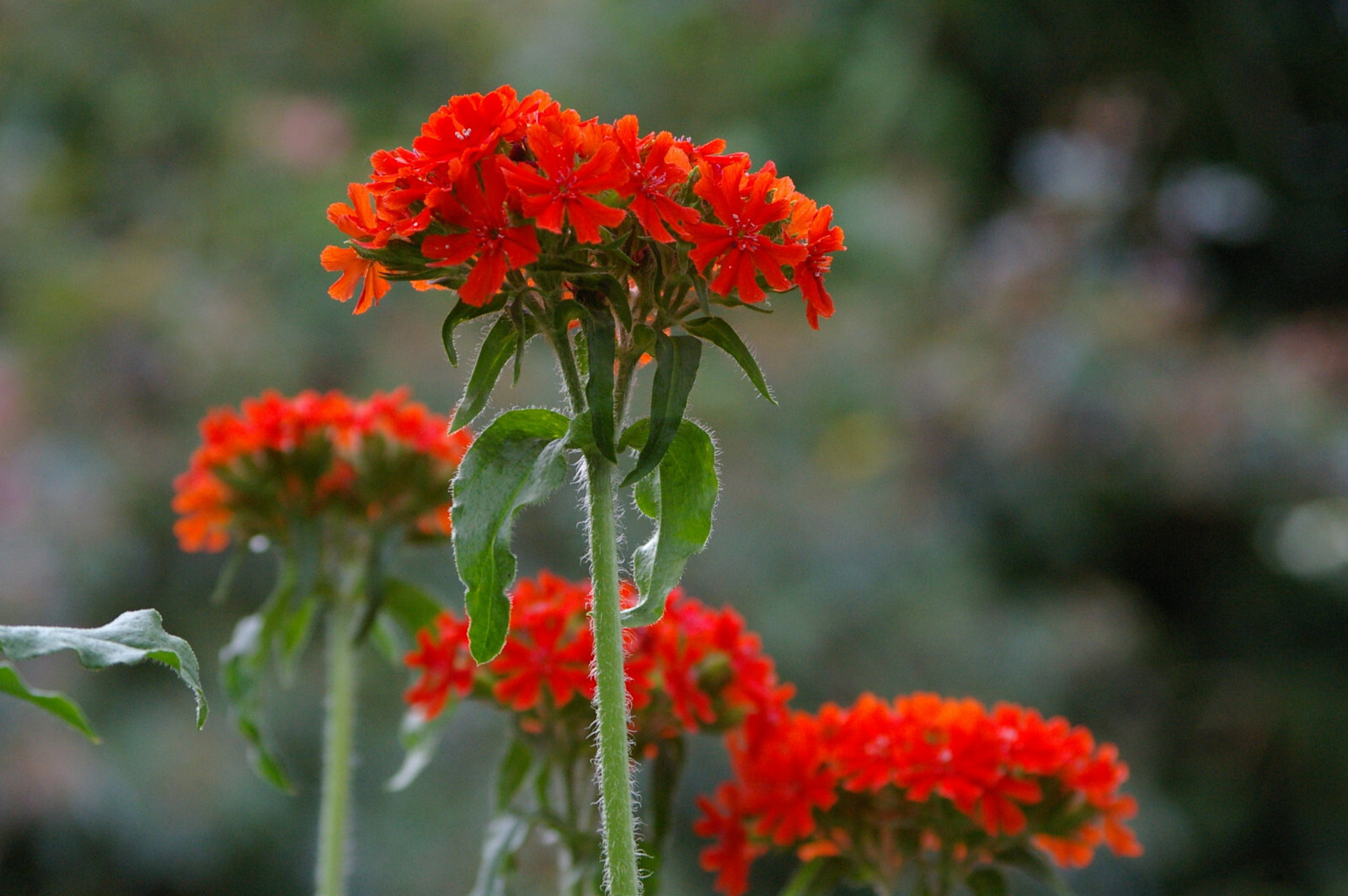Lychnis Chalcedonica – Maltese Cross seed