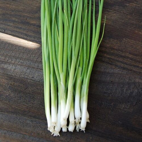 WHITE BUNCHING ONION SEEDS, HÀNH LÁ, 蔥