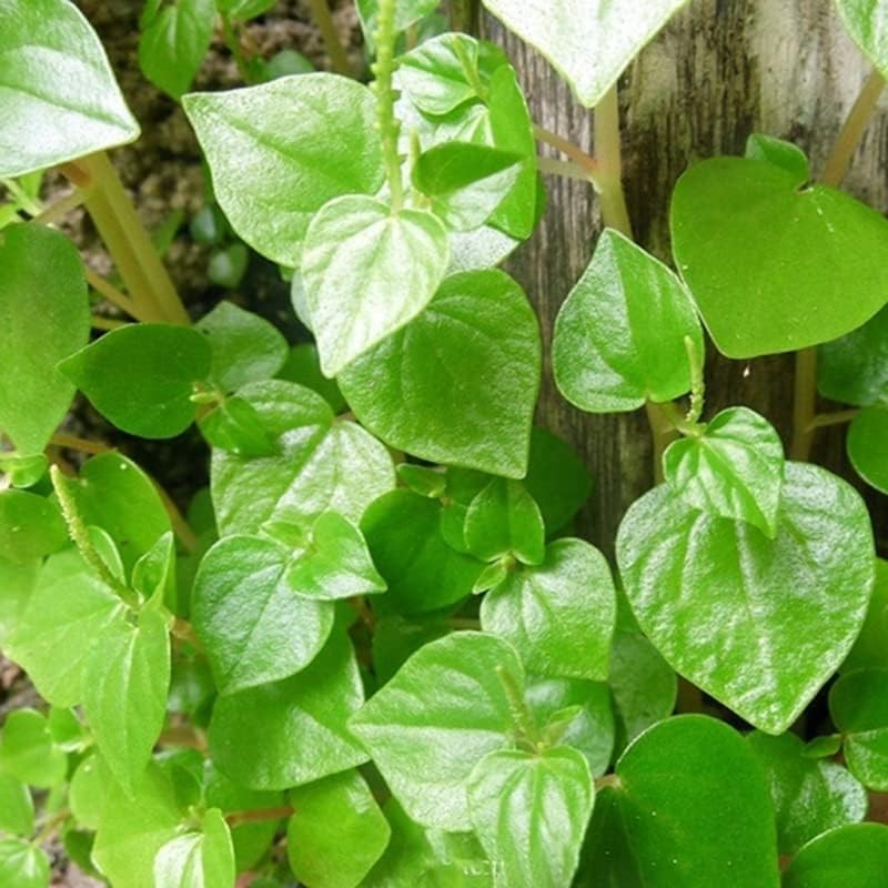 Crab Claw Seeds 5000pcs – Rau Cang Cua – Herb Peperomia Pellucida Pansit Pans…